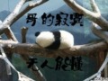 寂寞熊猫